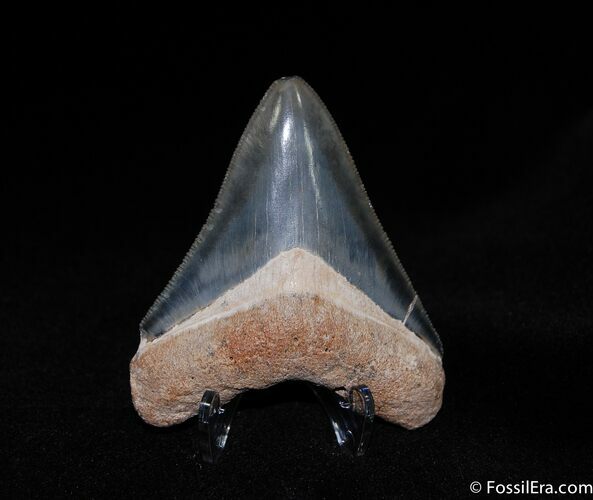 Beautiful Inch Bone Valley Megalodon Tooth #133